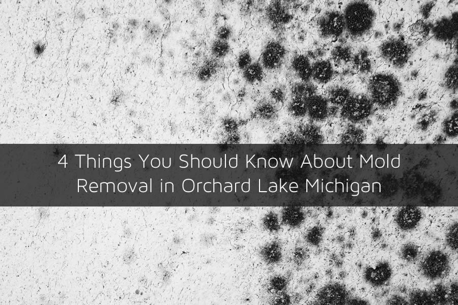 4 Things You Should Know About Mold Removal in Orchard Lake Michigan
