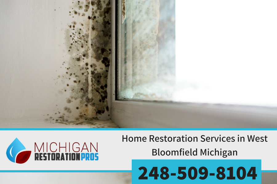 Hire the Best in Mold Removal for West Bloomfield Michigan