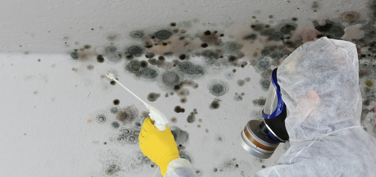 Mold Removal Contractor West Bloomfield MI