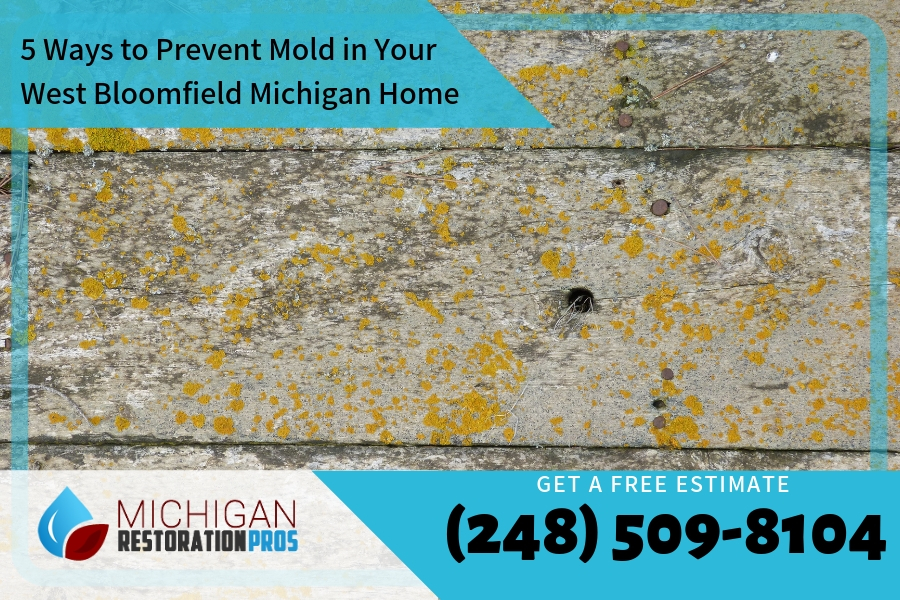 5 Ways to Prevent Mold in Your West Bloomfield Michigan Home