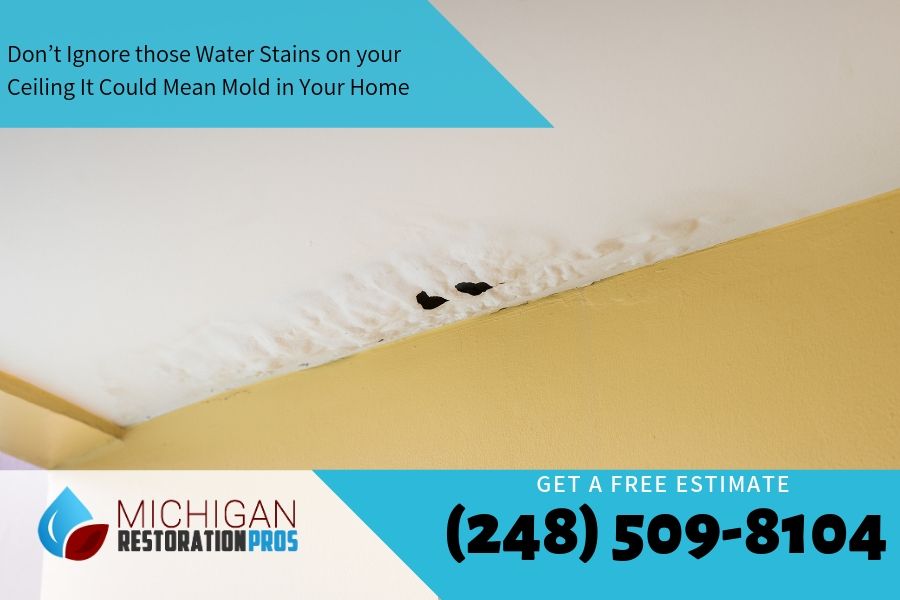 Don’t Ignore those Water Stains on your Ceiling It Could Mean Mold in Your Home